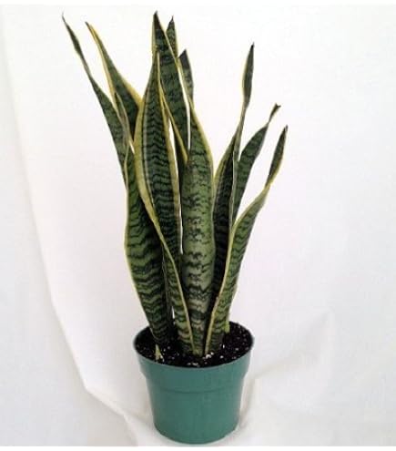 Amazon.com : Andersen Farms Sansevieria Laurentii Live Plant